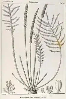 botanical illustration