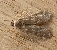 Hygraula nitens photographed in Aranda, Australia