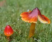 Hygrocybe conica