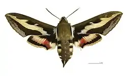 Male