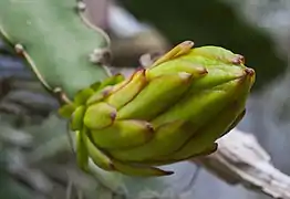 Flower bud