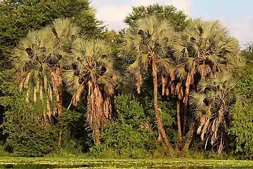 A waterside grove in Gorongosa Reserve, Mozambique