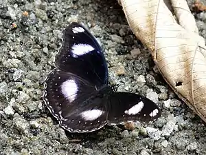 Dorsal view (male)