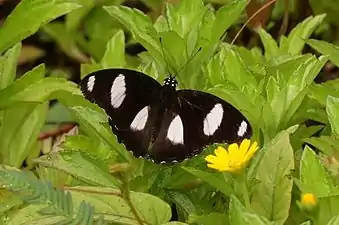 Dorsal view (male)