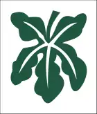 A five-lobed green leaf on a white rectangle