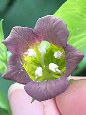 Atropa belladonna L. Single flower, full face, showing reticulated corolla base and insertion of (characteristically curled) stamens, and pistil.