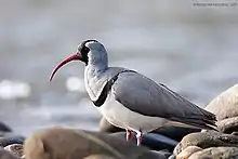 Ibisbill in Nameri National Park