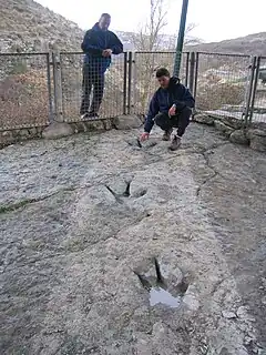 Dinosaur footprints in Enciso