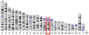 Chromosome 14 (human)