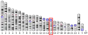 Chromosome 15 (human)