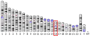 Chromosome 16 (human)