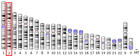 Chromosome 2 (human)