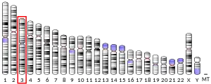 Chromosome 3 (human)