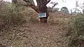 Modern-day view of the ceremonially planted tree (ikigabiro) from the coronation of Mwambutsa IV