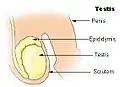 Testis