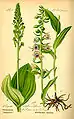 twayblade