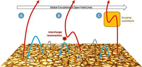 Illustration of global magnetic field circulation enabled by interchange reconnection. In this scenario an open magnetic field line is (A) dragged against a large coronal loop, by global circulation in the corona, (B) undergoes interchange reconnection, and (C) effectively jumps the approximate width of the originally closed loop, launching an S-shaped switchback in the magnetic field into the corona.