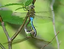 Mating, wheel position