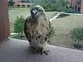 An immature red-tailed hawk looking at the chemists inside E500 at the DuPont Experimental Station.