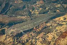 Long thin fish with many small spots