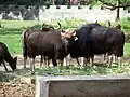 Gaur