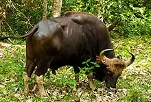 Image 22Gaur (Indian bison) can interbreed with domestic cattle. (from Speciation)