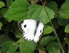 Dorsal view