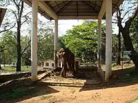 The elephant Soman