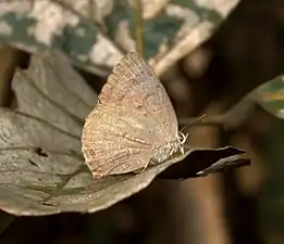 Ventral view