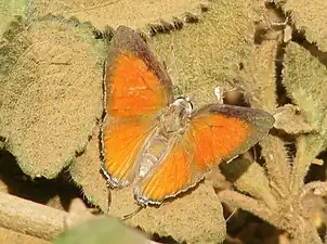 Dorsal view