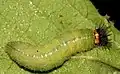 Larva