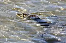 photo of a river turtle with only its nose above water