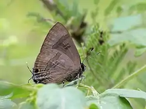 Ventral view