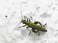 Male of Oedemera nobilis with coppery shine on the head and pronotum