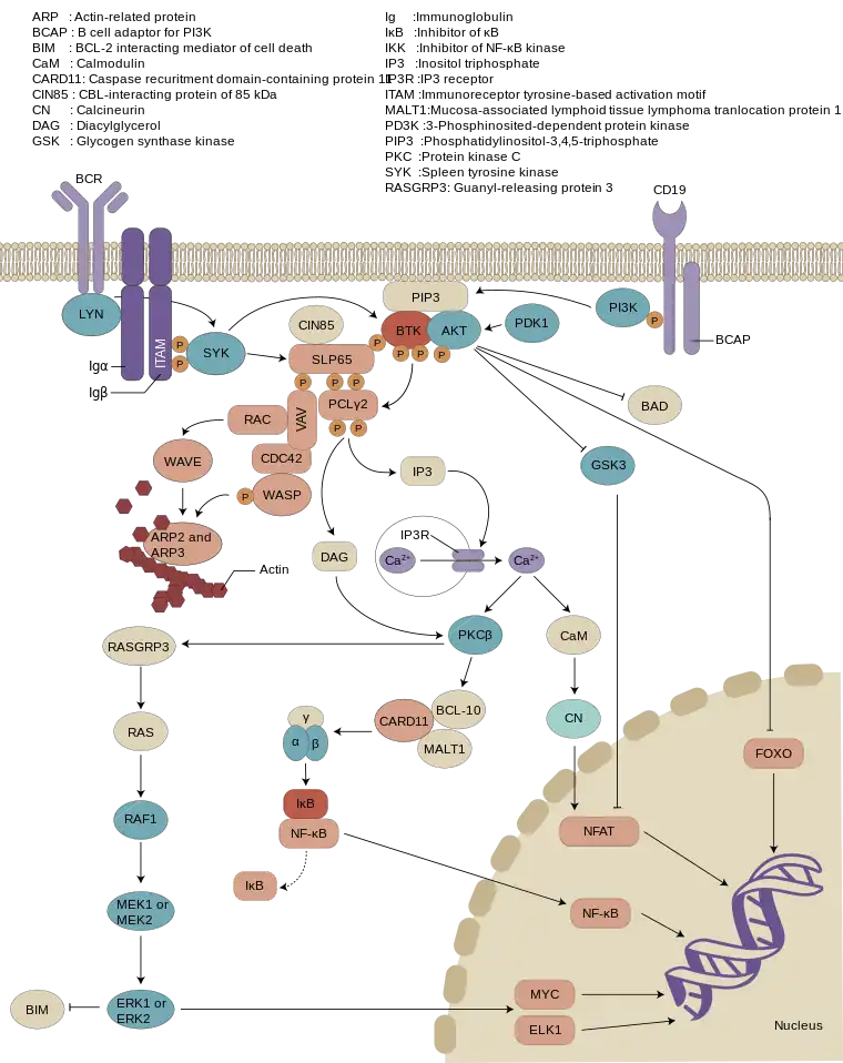 Involvement of BTK in B cell receptor signaling