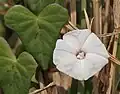 Ipomoea marginata