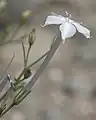 Ipomopsis longiflora flower