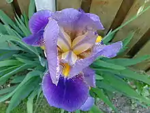 Iris Germanica