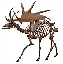 Irish elk