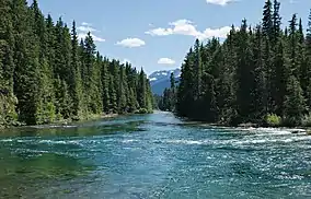 A rushing river, lined with conifer trees. A snow-capped mountain is in the distance.