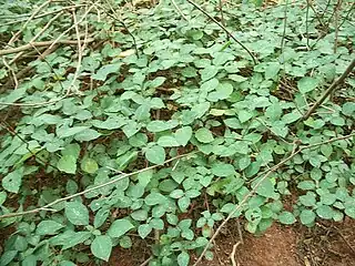 seedlings and old stalks of I. woodii