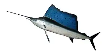 The Indo-Pacific sailfish, fastest of all fishes