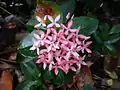 Whitish pink Ixora