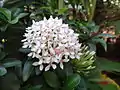 White Ixora