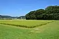 Sacred rice fields