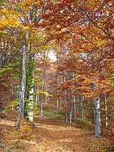 Mountain Jablanik in autumn