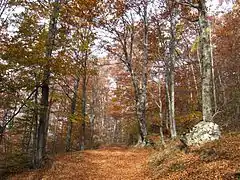 Mountain Jablanik in autumn