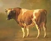 A bull