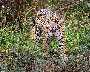 jaguar (pantera onca)