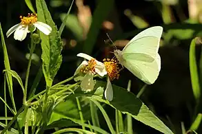 A. d. castalia, Jamaica